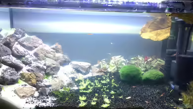 Red-Fire Artenbecken von Phillatoros