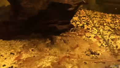 Red Fire Garnelen AUFGELÖST - Becken 34226 von Helga Kury