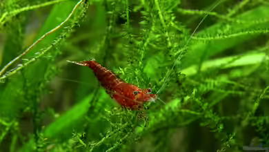 Red-Fire-Home von Springer