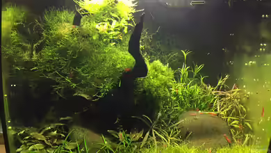 Red Fire Refugium von Danny