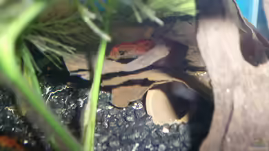 Red Fire von Der Engländer