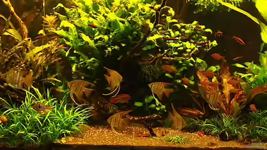 Red-Green-Dream von diveman