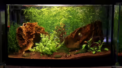 Red Rili Sakura von Mona6464