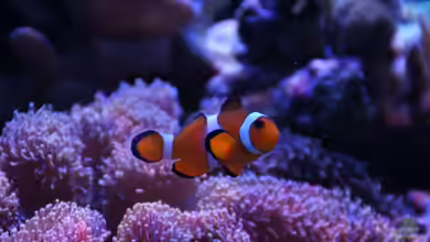 Red Sea Max 130d von Christopher Schoener