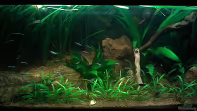 Red Stones von Die Juli