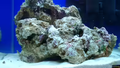 Reef Blue von Bürste