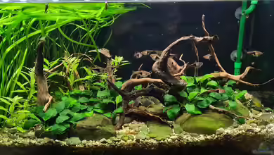 Regenwald Bach von Renke