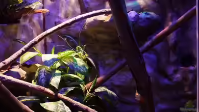 Regenwald Paludarium von Betta Chris