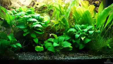 Rekord 800 von Guido Seifert