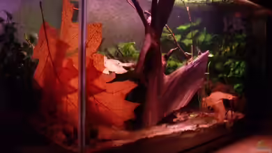 remake cherry cherry Lady von PH Neutral