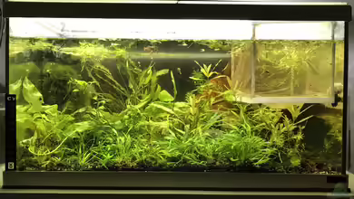 Restebecken von Günnis Medaka Refugium