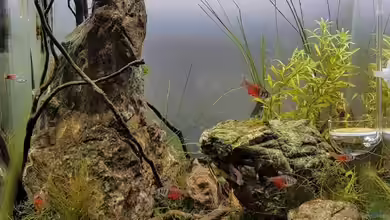 Restriction and Liberty von Julia S.