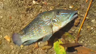 Retroculus lapidifer im Aquarium halten
