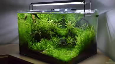 Rheintalwald von Gallius