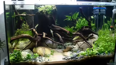 Rhinogobius duospillus-Paradies - Biotop von Grünhexe