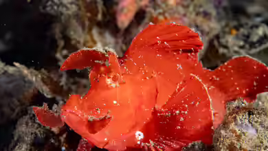 Rhinopias eschmeyeri im Aquarium halten