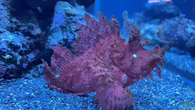 Rhinopias frondosa im Aquarium halten