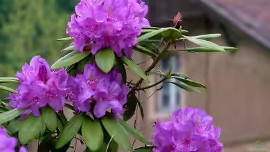 Rhododendren im Garten - So bereitest du den Boden richtig auf