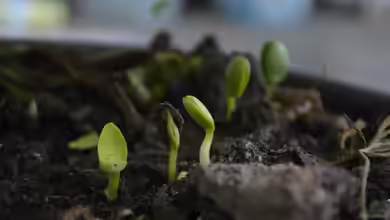 Richtig kompostieren: Wie funktioniert das eigentlich?