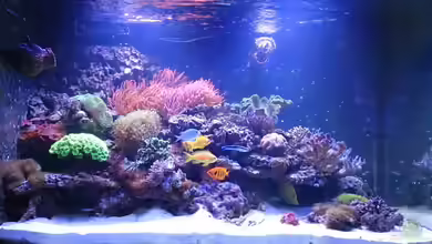 Riff@Home von Stephan Grün