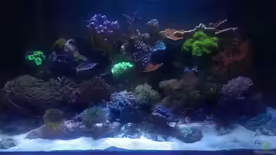 Riffaquarium von Martin Becker