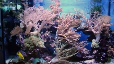 Riffaquarium von bernie-124