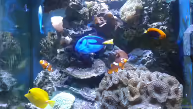 Riffkanten cube von Alex Knorr