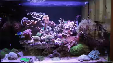 Riffkantenbecken von Sven Jastrow