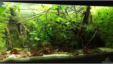 Rio 180 Wurzelbecken von Botia