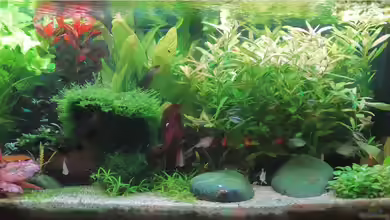 Rio 180 von Rallepigalle