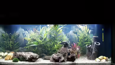 Rio 240 von Tanja F.