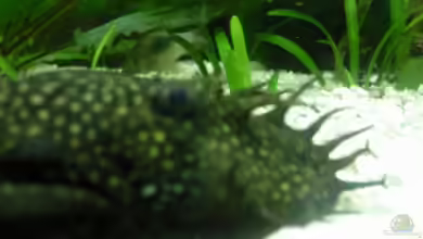 Rio 300 von Juwel von Pasch