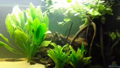 Rio de salão von Glückspirat82