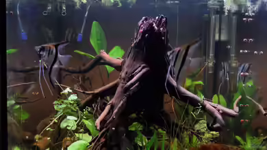 Rio Essequibo x Rio Xingu (1) (Geschichte) von Max Wolf