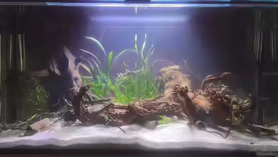 Rio Essequibo x Rio Xingu (2) von Max Wolf