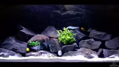 "RIO" Malawi von -Markus-