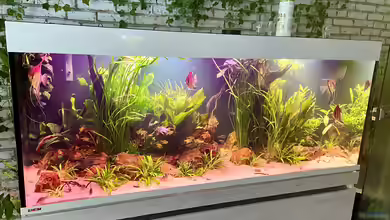 Rio Manacapuru Südamerika Aquarium 2.0 von Gernhart