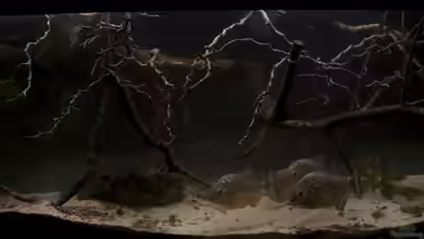 Rio Momon Pygocentrus nattereri von Tobias Seiffert