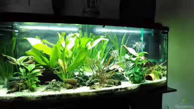 Rio Nanay Tank von Jörg Deußen