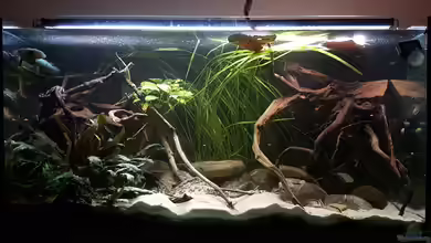 Rio Negro em Suíça von southheart