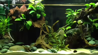 Rio Orinoco von Patrick Lehmann