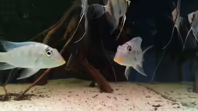 Rio Paraguay von Feeng