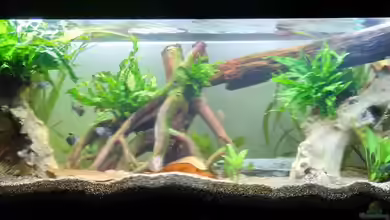 Rio Solimoes von eMpTy