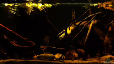 Rio Sowieso von Julien Preuß