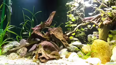 Rio Tocantins von mikeschchaos