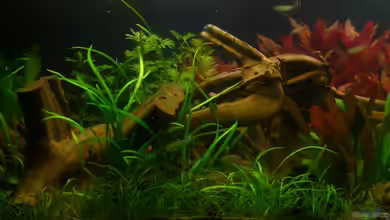 Rio Ucayali von Deino