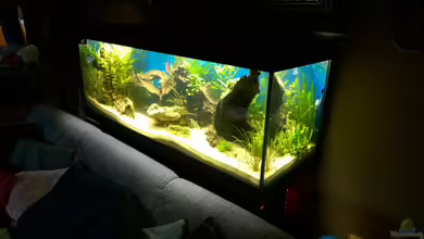 Rio400 SL (ScapingLight) von schuemic