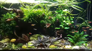 Riverdream von YoshiMaus