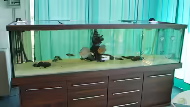 Rochen/ Arowana Becken von Michael Jahn