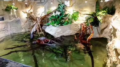 Rochen Becken,Potamotrygon von Hayabusa